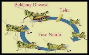 Berkembang biak adalah kemampuan yang dimiliki setiap mahluk hidup. Daur Hidup Belalang Siklus Fase Urutan Cara Berkembang Gambar