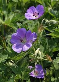 Image result for Geranium bohemicum Orhcid Blue