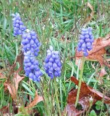 Image result for Eragrostis botryodes