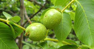 4 группы крови 4 пути к здоровью питера д адамо Tratamiento De Nogal Vs Canas Consejos De Jardineria Organica Jardineria Organica Arbustos