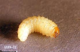 This bulletin describes the most common insect pests and diseases on fruit trees in home gardens. Nursery Crop Pests Weevil Pacific Northwest Pest Management Handbooks