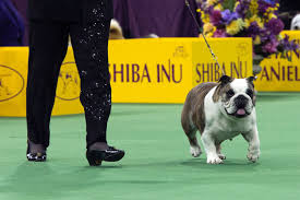 See more ideas about westminster dog show, dog show, westminster. The 140th Annual Westminster Kennel Club Dog Show Photos Abc News