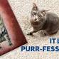 Project Pet event in Pleasant Prairie, WI