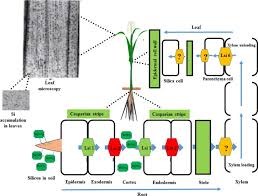 Check spelling or type a new query. Silicon And Salinity Crosstalk In Crop Mediated Stress Tolerance Mechanisms Abstract Europe Pmc
