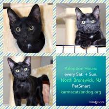Kittens At The North Brunswick Nj Petsmart Adoption Hours Every Sat Sun 11am 330pm Cat Adoption Kittens Adoption