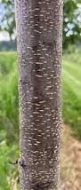 Image result for Prunus serotina