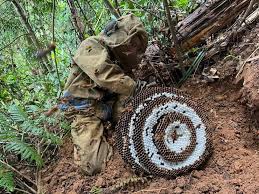 Một con ong có giá lên tới 500.000 đồng, thợ săn ong rừng tiết lộ lý do