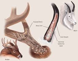 Pin By Kouta Moro On Anatomy Animal Reindeer Horns Female Reindeer Artiodactyla