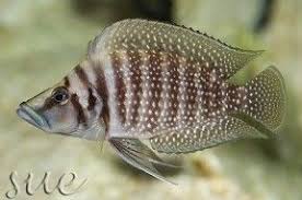 altolamprologus calvus calvus cichlids african cichlids underwater creatures