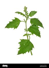 Image result for Chenopodiastrum