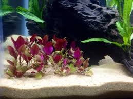 Maybe you would like to learn more about one of these? Pink And Red Aquarium Aquatic Fish Tank Plant Plants Coldwater Tropical Live Fish Aquariums Pet Supplies
