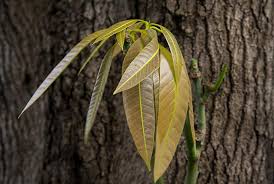 Sebab, daun teh punya kandungan kafein, kalsium, dan vitamin yang taunya bisa membentuk ukuran alat vital berubah lebih besar. 9 Manfaat Daun Mangga Air Rebusannya Penuh Khasiat