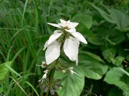 Image result for Syncolostemon