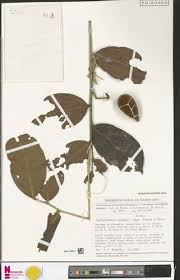 Image result for Dactyladenia