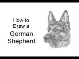 Bookmark this page for a new tutorial every saturday. How To Draw A German Shepherd Dog Head Detail Youtube