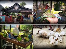 Suara mereka saat gacor pun juga cukup bagus burung raja udang atau tengkek udang atau cekakak sering di pelihara orang. 60 Tempat Menarik Di Kedah Terbaru 2021 Panduan Destinasi Terbaik