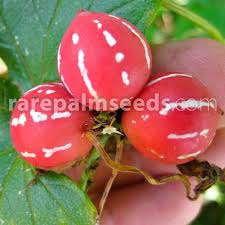 Image result for Diplocyclos palmatus