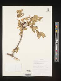 Image result for Fagaropsis