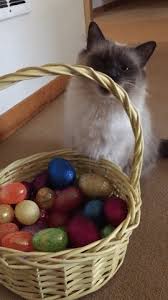 On this page you will find the most loved cat gif animations. Year Cats Bunny Gif On Gifer By Sternkiller
