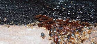 Our residential services include managing rodent, insect, bird, and wildlife populations in and around your home. American Pest Maryland Home Pest Control Experts Since 1925
