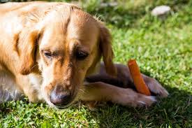 can dogs eat carrots in raw cooked or