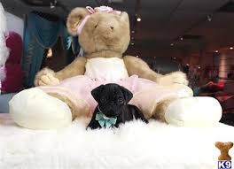 My commitment to my pugs and my expertise in breeding them is evident in my pups. Pug Puppy For Sale Florida We Ship Tcups Toys Smallest Arou 10 Weeks Old Pug Puppies For Sale Pug Puppies Puppies For Sale
