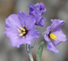 Image result for Solanum supinum
