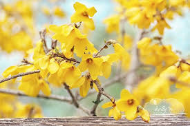Flower Photography Yellow Floral Print Forsythia Photograph Etsy In 2020 Flowers Photography Flower Photos Flowers