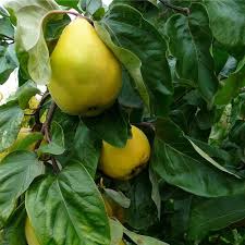 Cognassier Monstrueux De Vranja Cydonia Vulgaris Gros Coing Jaune En Pot Cognassier Arbre Fruitier Planter Des Arbres