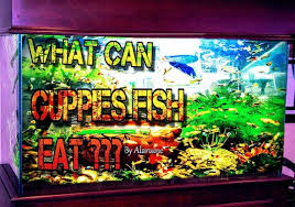 Ideasaquarium Sharkfish Tanksaquarium Nailsfish Decoration Filterfish Childrenaquarium Plantsfish Diyfish Goldfishfis Guppy Fish Nature Aquarium Tank Wallpaper