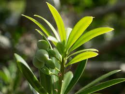 Image result for Podocarpus latifolius