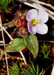 Image result for Antherotoma debilis