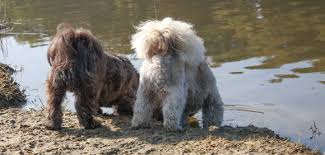 Ze staan bekend om een beetje een arrogante blik om hen heen, waardoor deze kleine honden vaak nog meer vertederend zijn. De Shih Tzu Over Karakter Vachtverzorging En Opvoeding