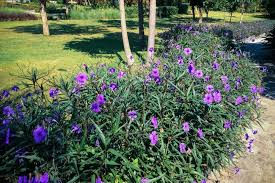 Buy dwarf ruellia flower seeds. How To Plant Mexican Petunia In Your Garden Tricks To Care