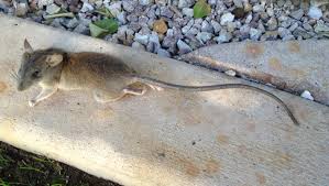 Metal mesh to cover openings such as your air cleaner intake rodent snap traps placed on and around tires — rodents enter vehicles by climbing up tires and wheels. Roof Rat Season Is Here 5 Steps To Keep Them Out Of Your Home