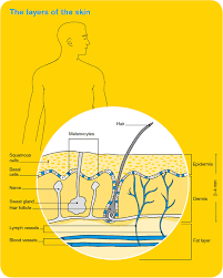 Skin Cancer Overview Cancer Council Victoria