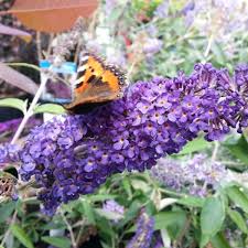 Photos At Derby Garden Centre Little Eaton Derbyshire Derbyshire
