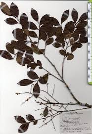 Image result for Vaccinium madagascariense