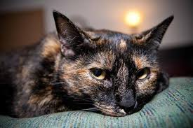Tortoise Shell Cat: " Wutevers yoo do, makes sure it makes ...