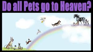 Do All Pets Go To Heaven Pets Dog Heaven Heaven