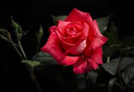 Floral, flowers petals, nature, wedding, victory, purity, innocence, youthfulness concept. Wallpaper Rose Black Background Flowers Hd Widescreen High Definition Fullscreen