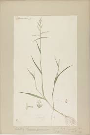 Image result for Urochloa reptans
