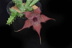 Image result for Geigeria schinzii