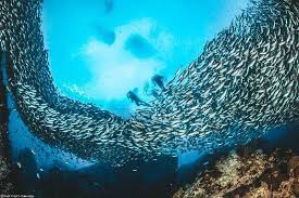 Belajar Koh Tao Scuba Diving Cost