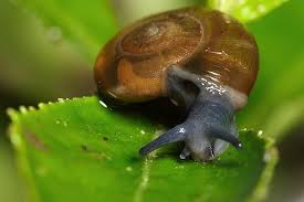 Ramshorn Snail Snail Wildlife Nature Animals