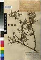 Image result for Commiphora tenuipetiolata