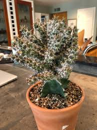 Image result for Euphorbia torta