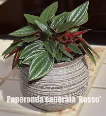 Peperomia rotundifolia, also known as jade necklace, trailing jade, creeping buttons and round leaf peperomia, is a trailing plant species of peperomia native to the tropical rainforest of south america. Peperomia Caperata Indoor Plant Care