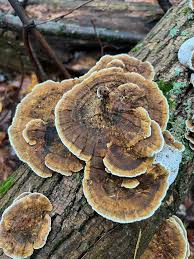Image result for Polyporus pendulus