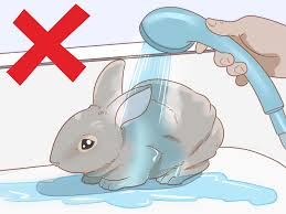 In the meantime, you have to take control of your financial situation. How To Raise Rabbits 14 Steps With Pictures Wikihow